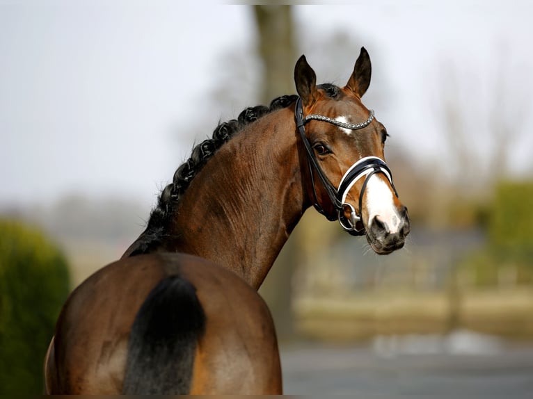 Westphalien Jument 4 Ans 167 cm Bai in Vechta