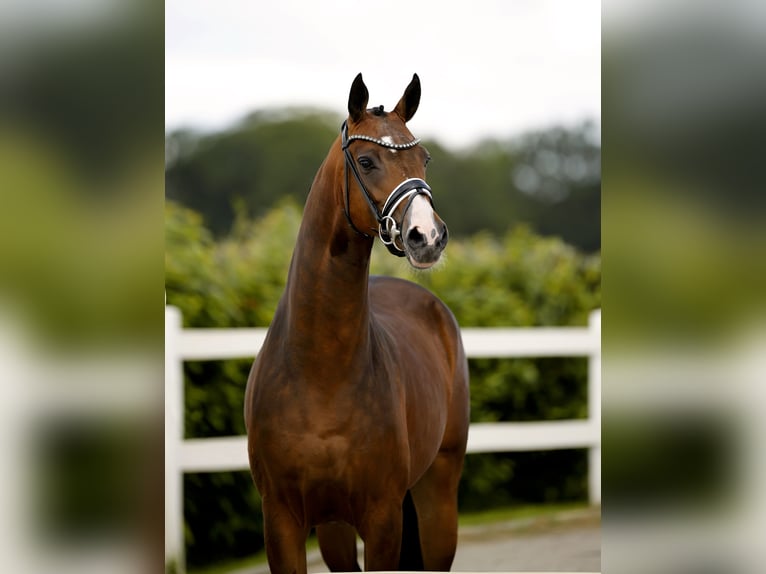 Westphalien Jument 4 Ans 167 cm Bai in Vechta
