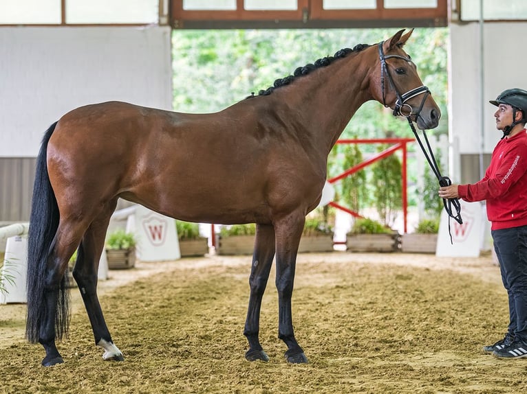 Westphalien Jument 4 Ans 167 cm Bai in Mnster-Handorf