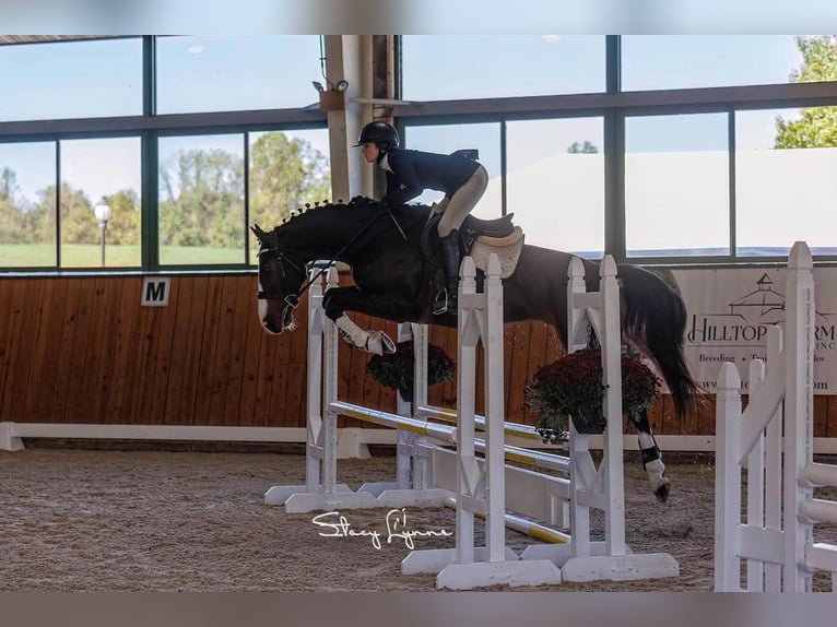 Westphalien Jument 4 Ans 167 cm Bai in Minden