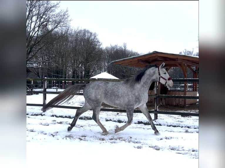 Westphalien Jument 4 Ans 167 cm Gris in Uchte