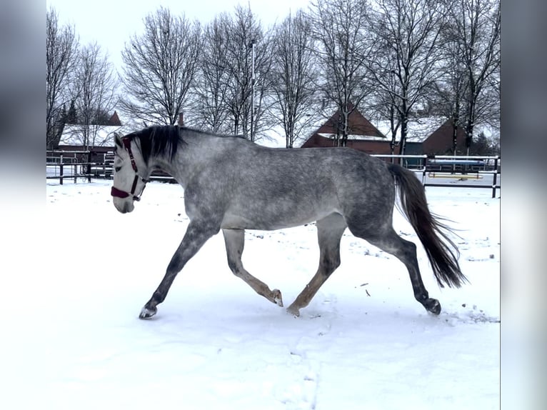 Westphalien Jument 4 Ans 167 cm Gris in Uchte