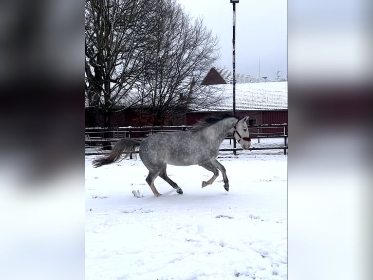 Westphalien Jument 4 Ans 167 cm Gris in Uchte