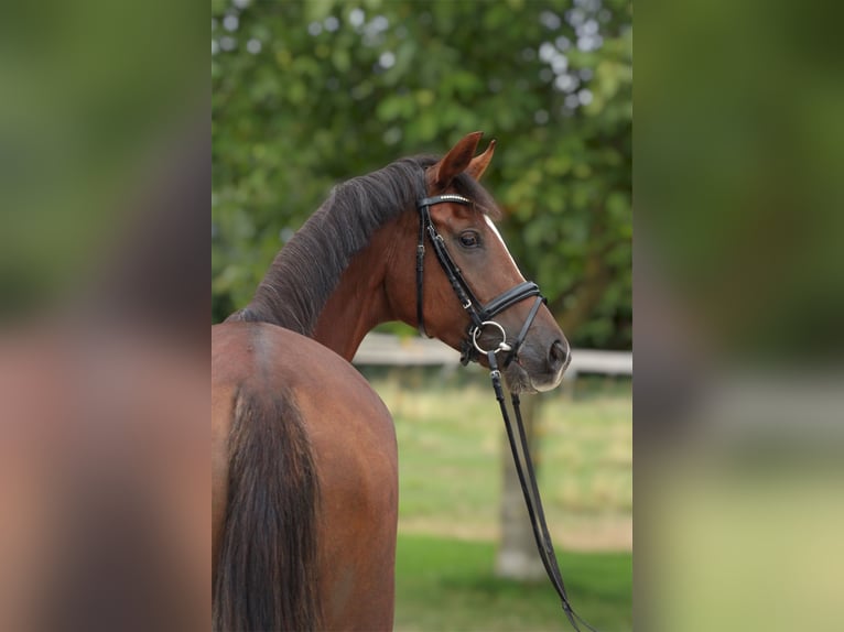 Westphalien Jument 4 Ans 168 cm Alezan brûlé in Korntal-Münchingen