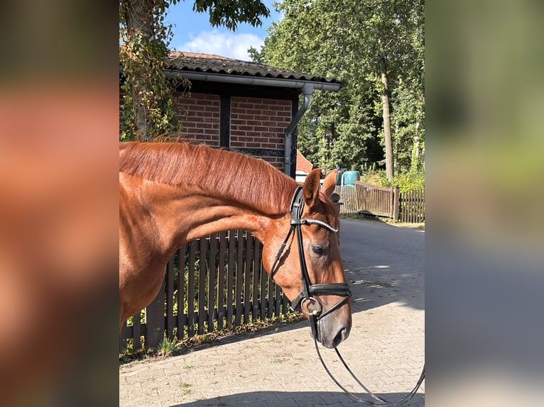 Westphalien Jument 4 Ans 168 cm Alezan in Telgte