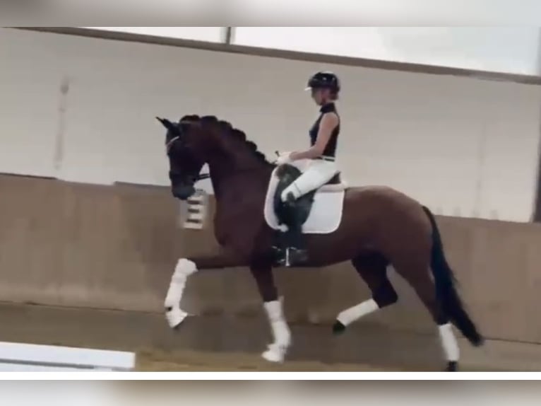 Westphalien Jument 4 Ans 168 cm Bai in Bielefeld Westphalien Jument 4 Ans 168 cm Bai in Bielefeld