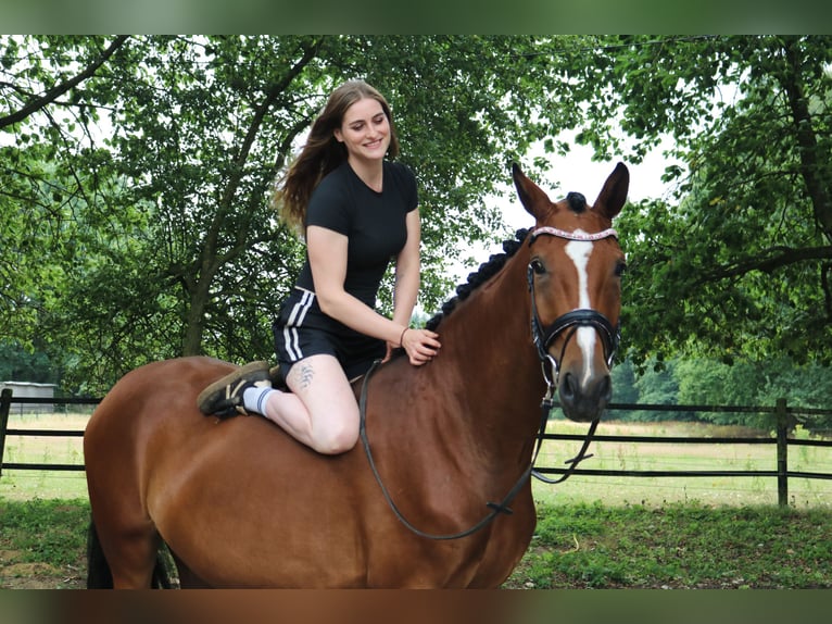 Westphalien Jument 4 Ans 168 cm Bai in Fürstenau