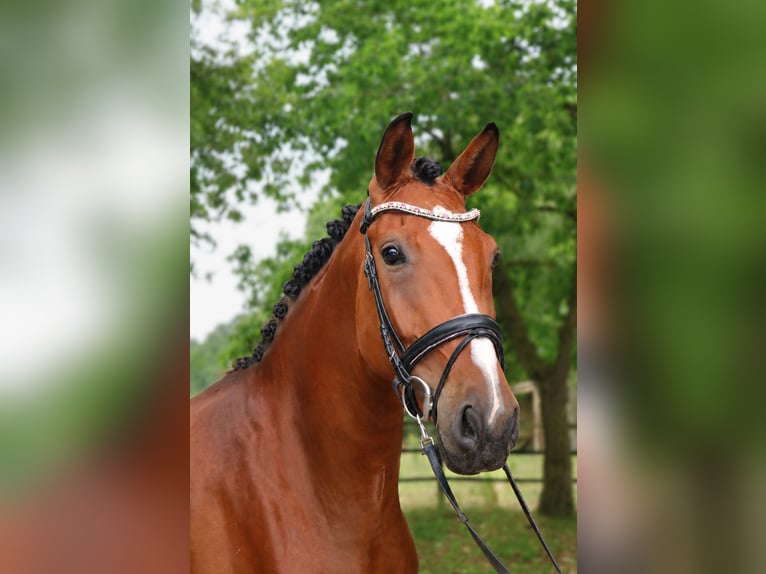 Westphalien Jument 4 Ans 168 cm Bai in Fürstenau