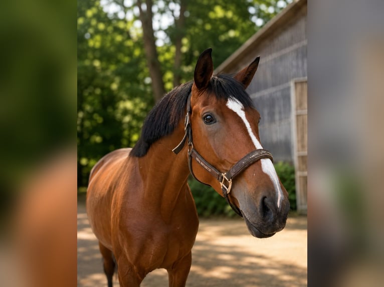 Westphalien Jument 4 Ans 168 cm Bai in Fürstenau