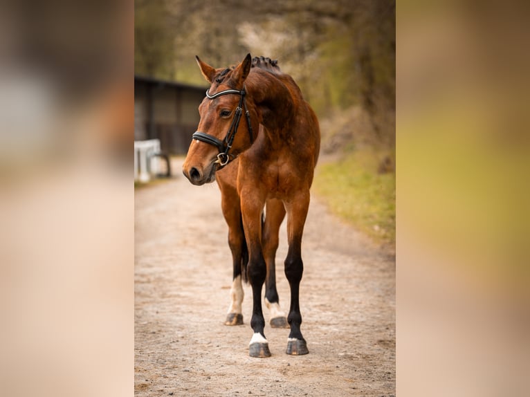 Westphalien Jument 4 Ans 168 cm Bai in Siegen