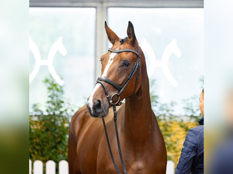Westphalien Jument 4 Ans 168 cm Bai in Verden
