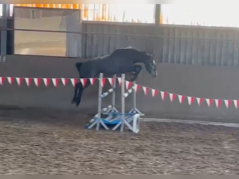 Westphalien Jument 4 Ans 168 cm Gris in Winsen (Luhe)