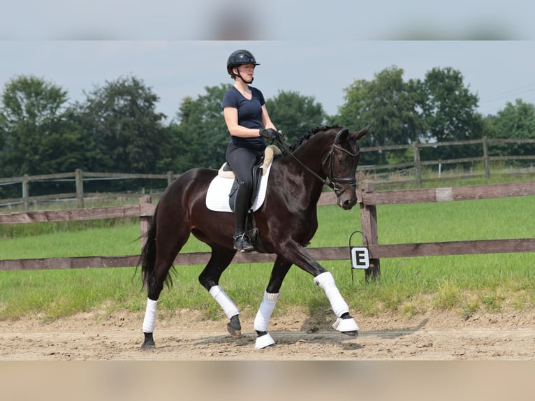 Westphalien Jument 4 Ans 168 cm Noir in Greven