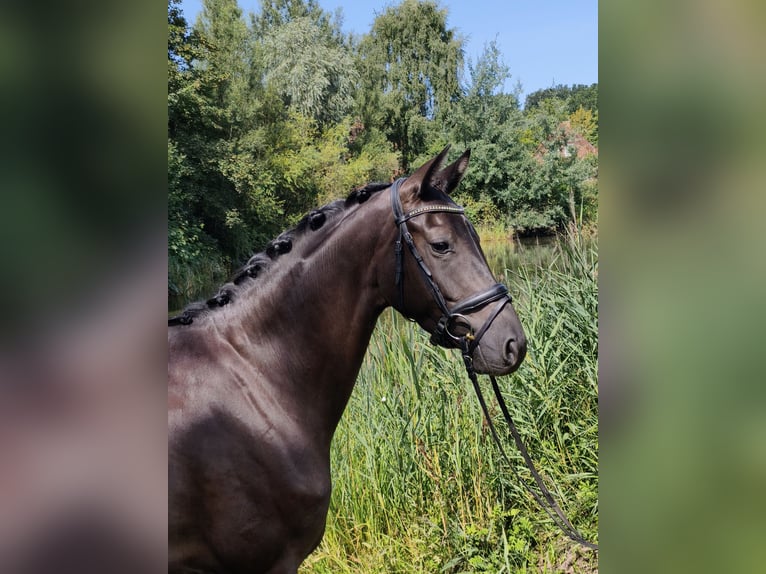 Westphalien Jument 4 Ans 168 cm Noir in Rosengarten