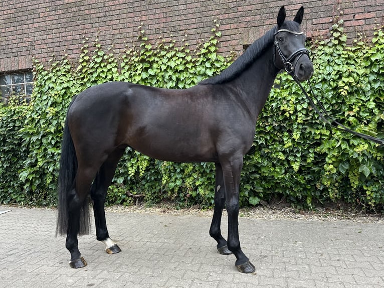 Westphalien Jument 4 Ans 168 cm Noir in Rees