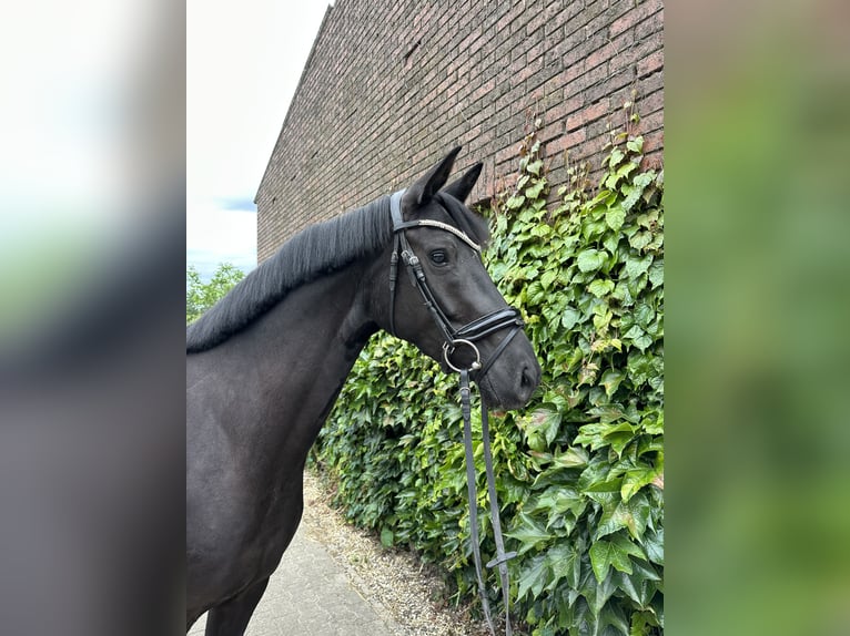 Westphalien Jument 4 Ans 168 cm Noir in Rees