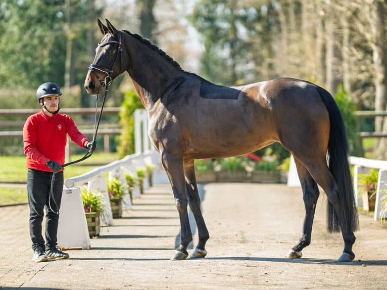 Westphalien Jument 4 Ans 169 cm Bai brun in Münster-Handorf