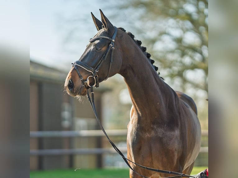 Westphalien Jument 4 Ans 169 cm Bai brun in Münster-Handorf