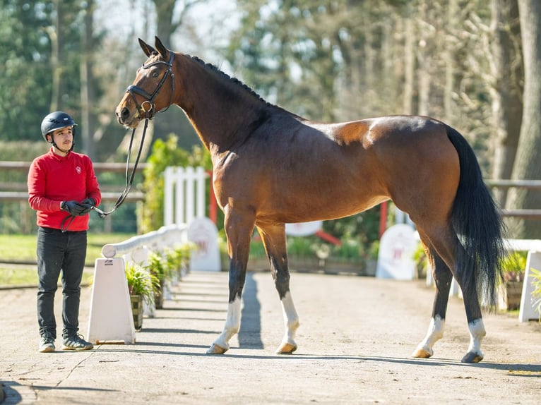 Westphalien Jument 4 Ans 169 cm Bai in Münster-Handorf
