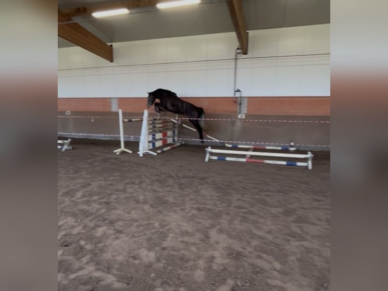 Westphalien Jument 4 Ans 169 cm Gris pommelé in Wagenfeld