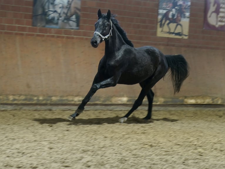 Westphalien Jument 4 Ans 169 cm Noir in Paderborn