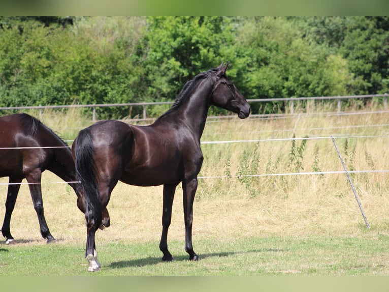 Westphalien Jument 4 Ans 169 cm Noir in Hamm