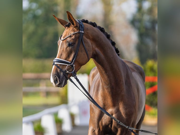 Westphalien Jument 4 Ans 170 cm Alezan brûlé in Münster-Handorf