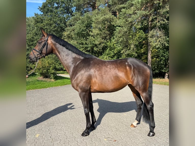 Westphalien Jument 4 Ans 170 cm Bai brun in Metelen
