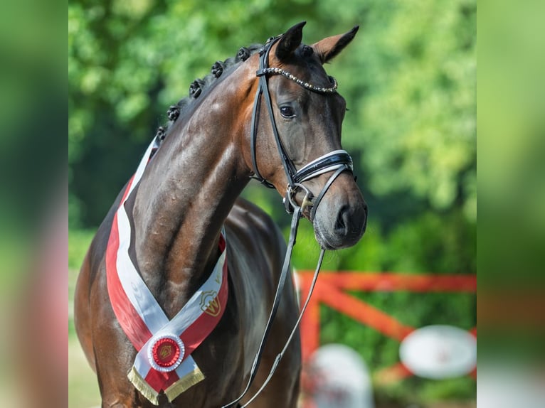 Westphalien Jument 4 Ans 170 cm Bai brun in M&#xFC;nster-Handorf