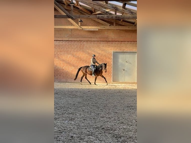 Westphalien Jument 4 Ans 170 cm Bai in Zierenberg