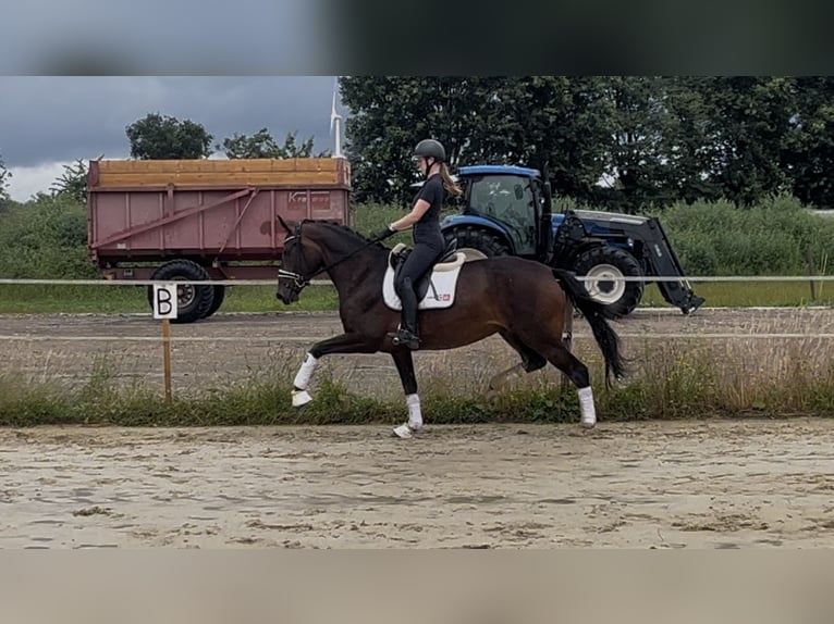 Westphalien Jument 4 Ans 170 cm Bai in Saerbeck