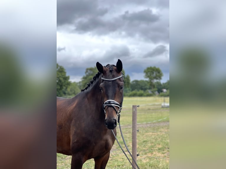 Westphalien Jument 4 Ans 170 cm Bai in Saerbeck