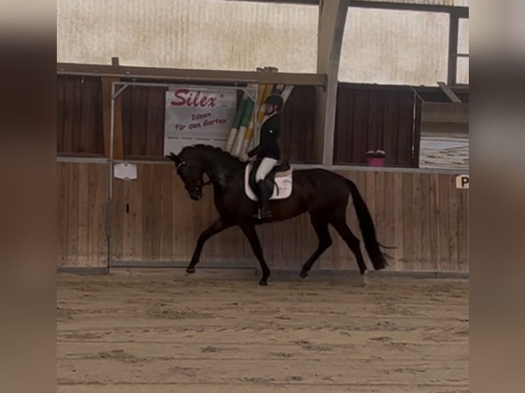 Westphalien Jument 4 Ans 170 cm Bai in Erlensee