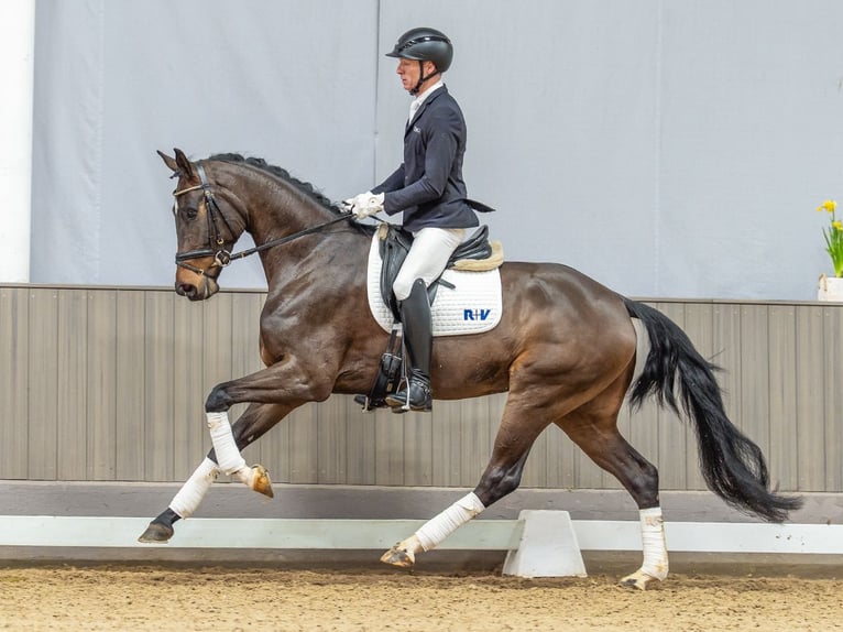 Westphalien Jument 4 Ans 170 cm Bai in Münster-Handorf