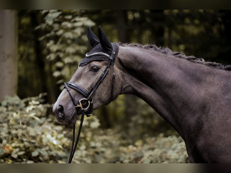 Westphalien Jument 4 Ans 170 cm Gris noir in Osnabrück