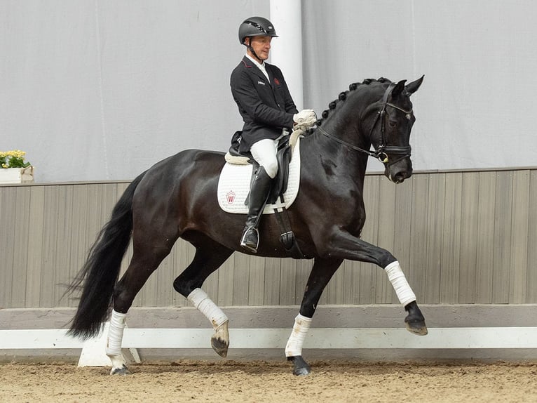 Westphalien Jument 4 Ans 170 cm Noir in Münster-Handorf