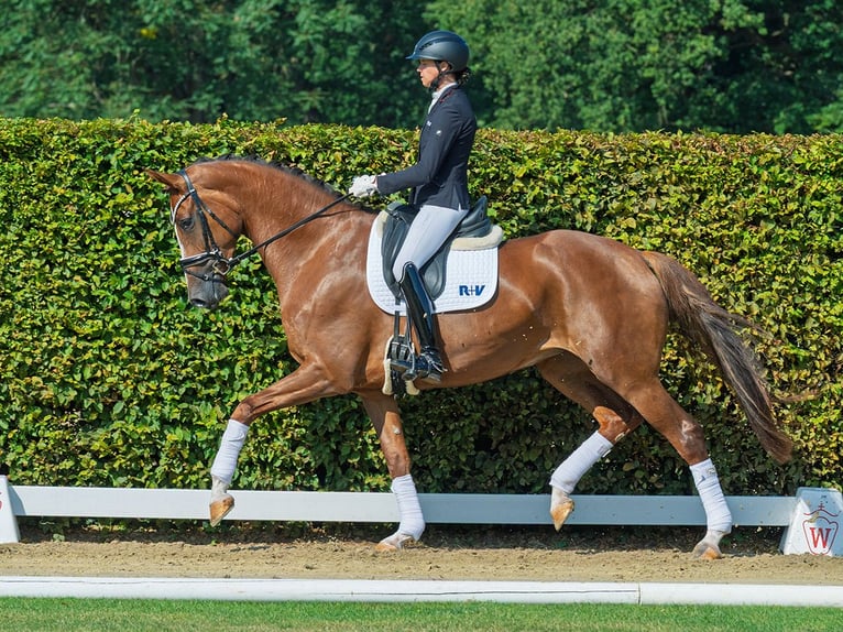 Westphalien Jument 4 Ans 171 cm Alezan brûlé in M&#xFC;nster