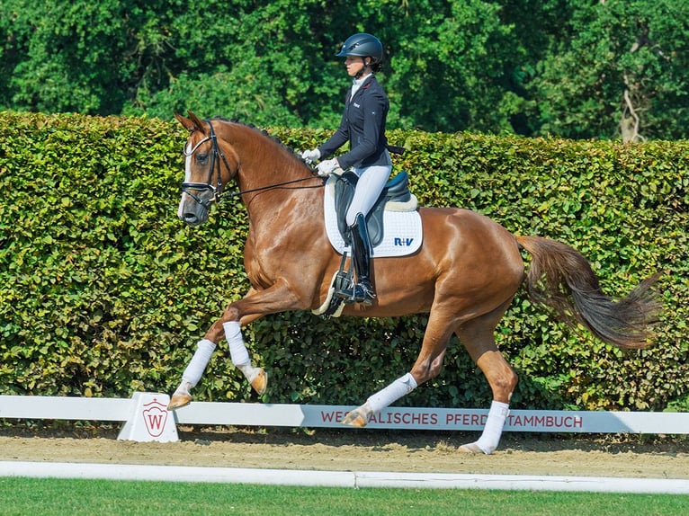Westphalien Jument 4 Ans 171 cm Alezan brûlé in M&#xFC;nster