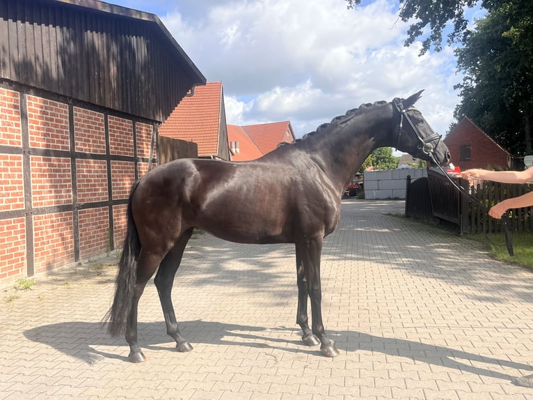 Westphalien Jument 4 Ans 171 cm Noir in Telgte