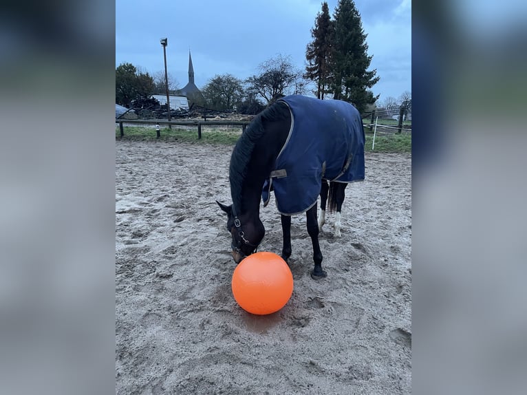 Westphalien Jument 4 Ans 172 cm Bai brun in Neu Wulmstorf