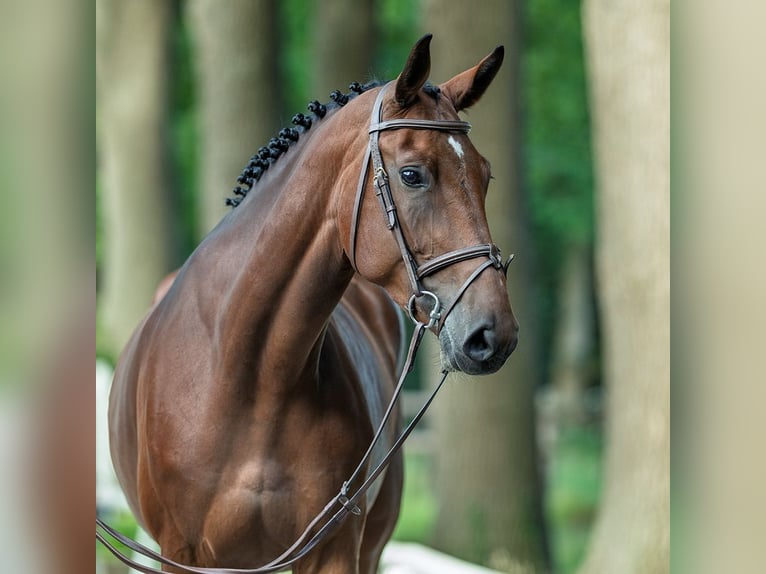 Westphalien Jument 4 Ans 172 cm Bai in M&#xFC;nster