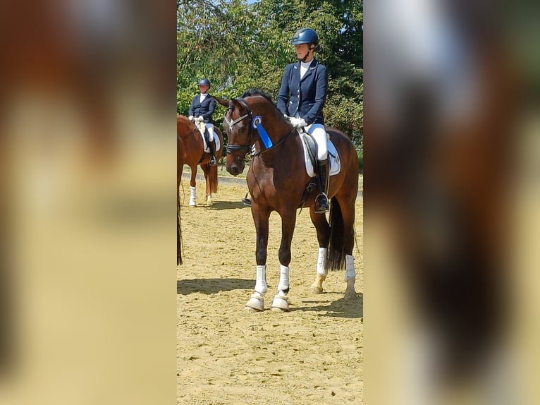 Westphalien Jument 4 Ans 173 cm in Dortmund