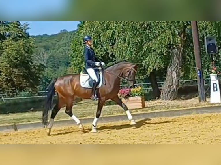 Westphalien Jument 4 Ans 173 cm in Dortmund