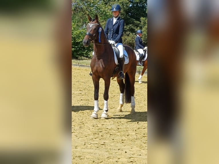 Westphalien Jument 4 Ans 173 cm in Dortmund
