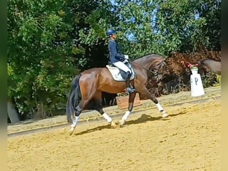 Westphalien Jument 4 Ans 173 cm in Dortmund
