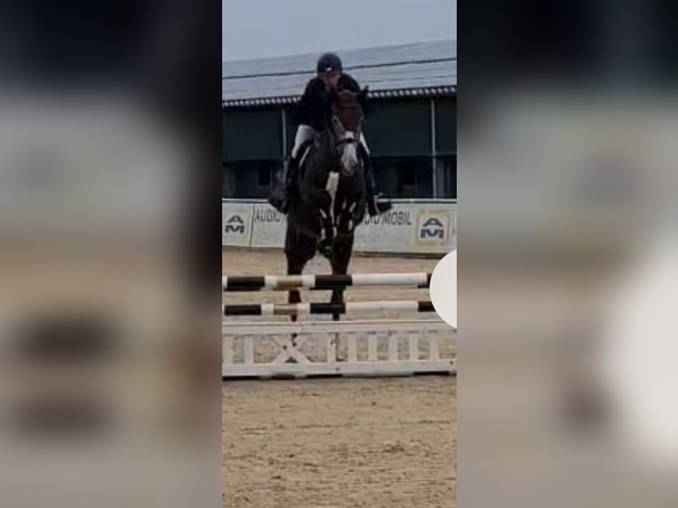 Westphalien Jument 4 Ans 173 cm Gris in Starnberg