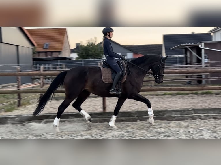 Westphalien Jument 4 Ans 174 cm Bai brun in Velpke