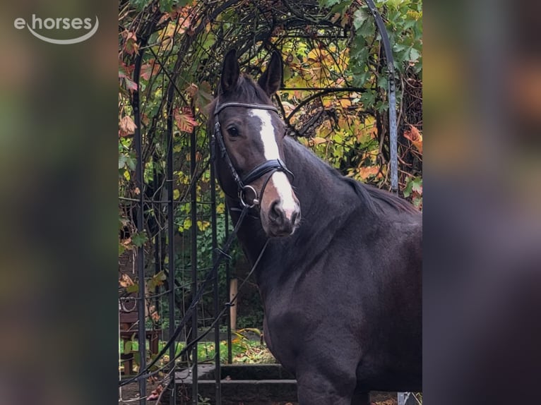 Westphalien Jument 4 Ans 175 cm Bai brun in Taunusstein