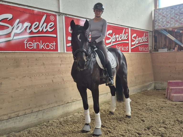 Westphalien Jument 4 Ans 175 cm Bai brun foncé in Mitterberg
