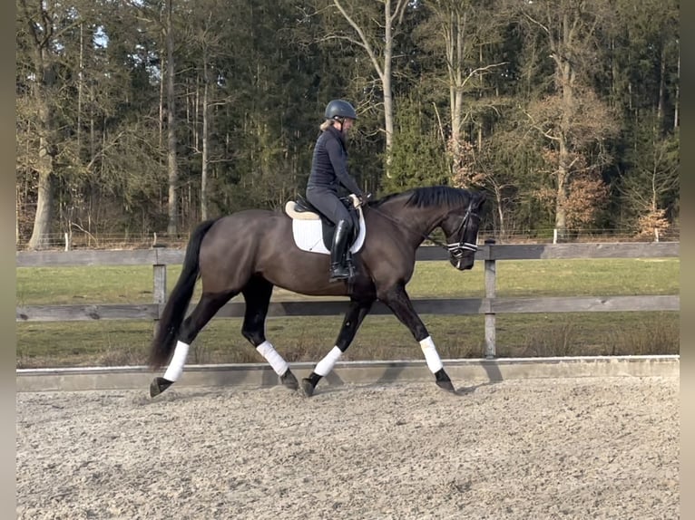 Westphalien Jument 4 Ans 175 cm Noir in Rehrhof